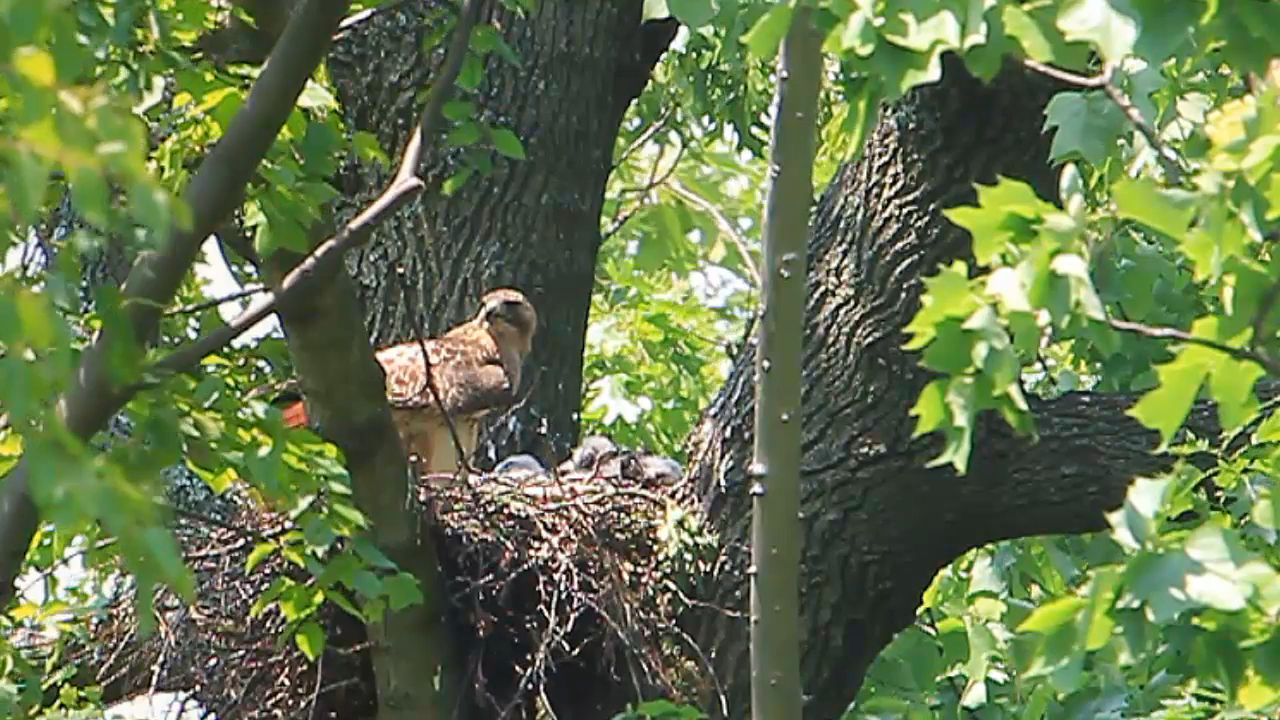 Hawk Babies