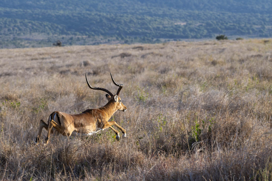 Impala — Stotting flight