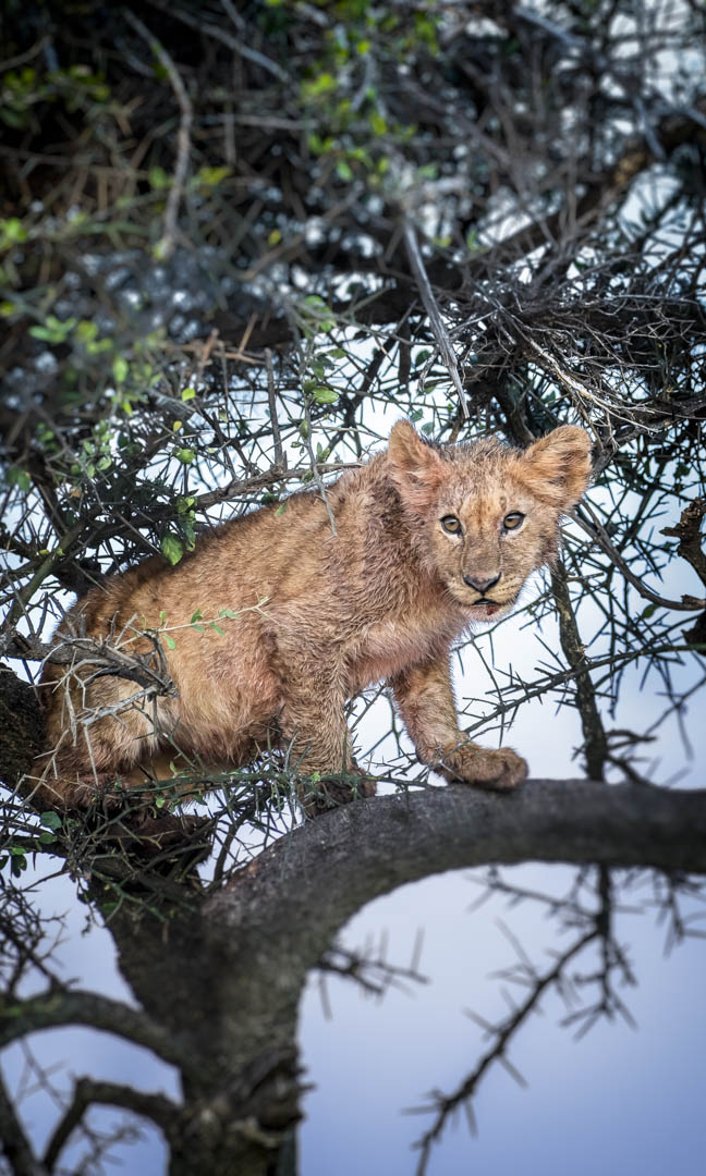 Lion Cub — In the thorn tree