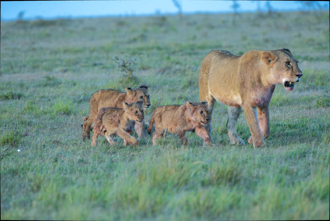 Lioness & Cubs — After the kill