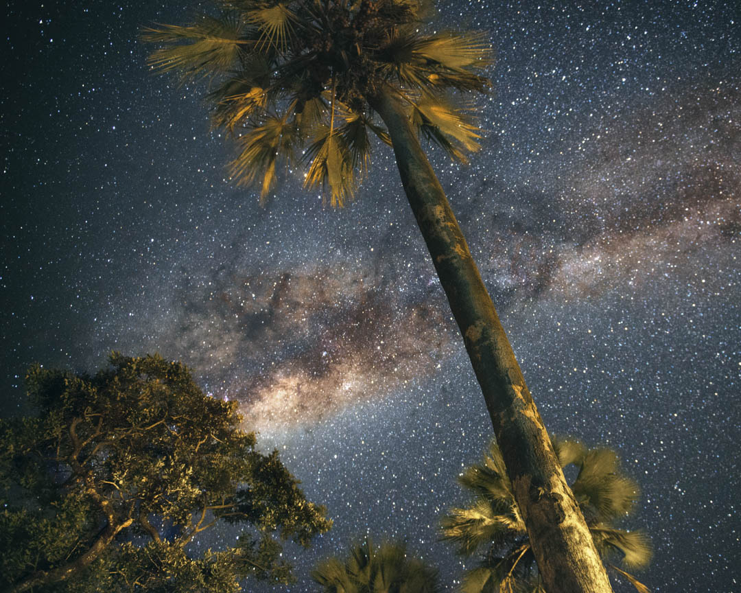 Night Sky — Milky Way through the palms