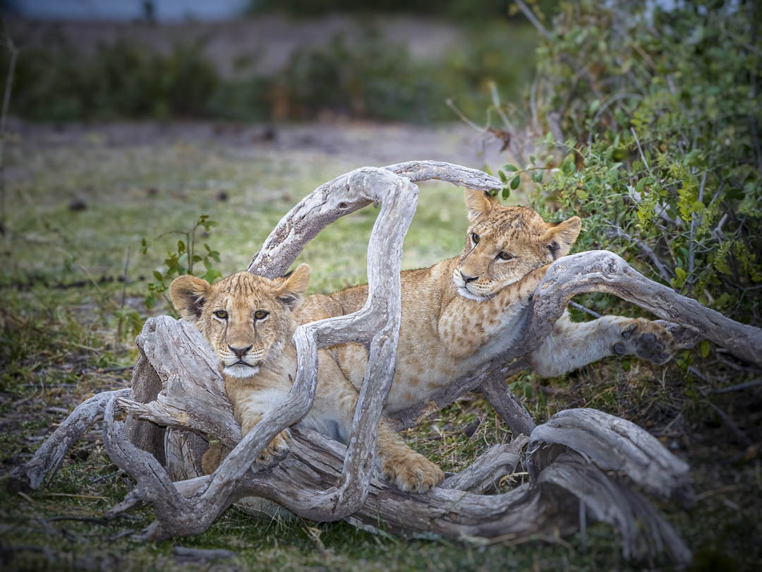Lion Cubs — Brothers in waiting