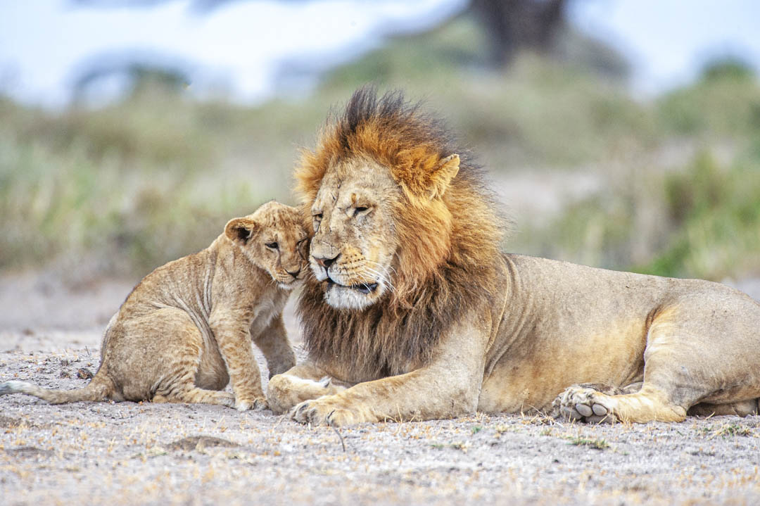 Lion & Cub — Quiet affection