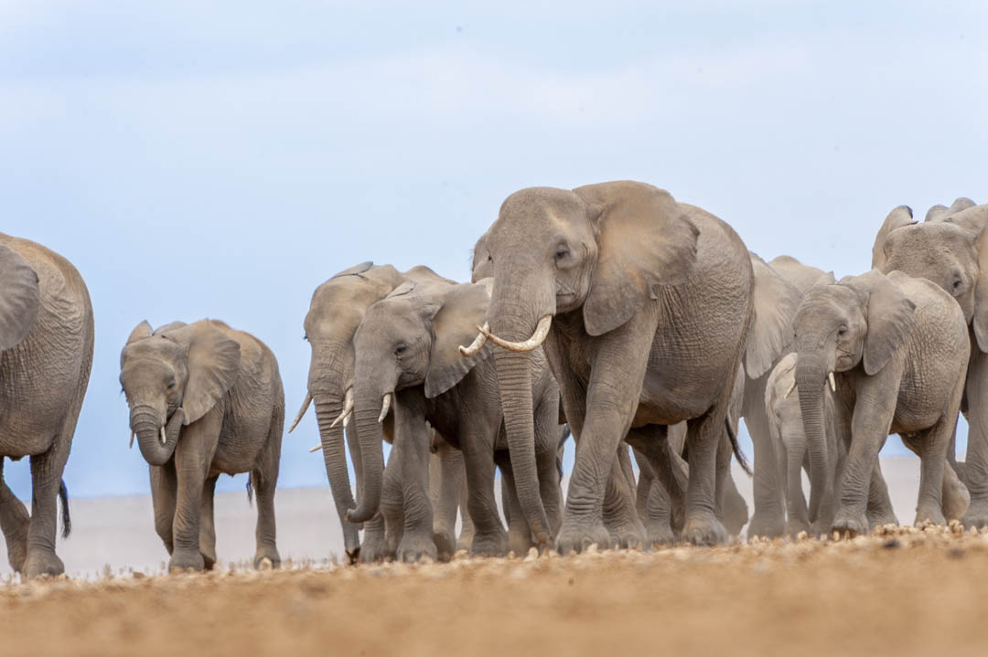 Elephant Herd — Dust and advance