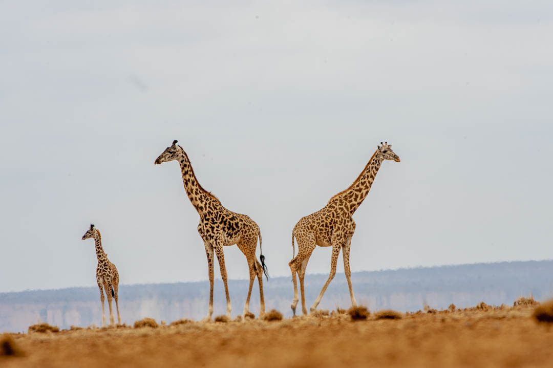 Giraffe Family — Across open country