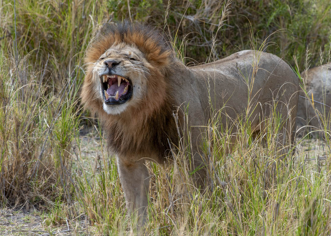 Male Lion — Voice of the plain