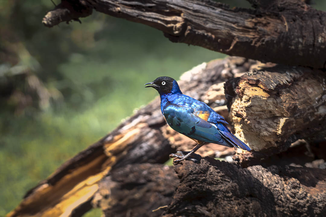Superb Starling — Patience perfected