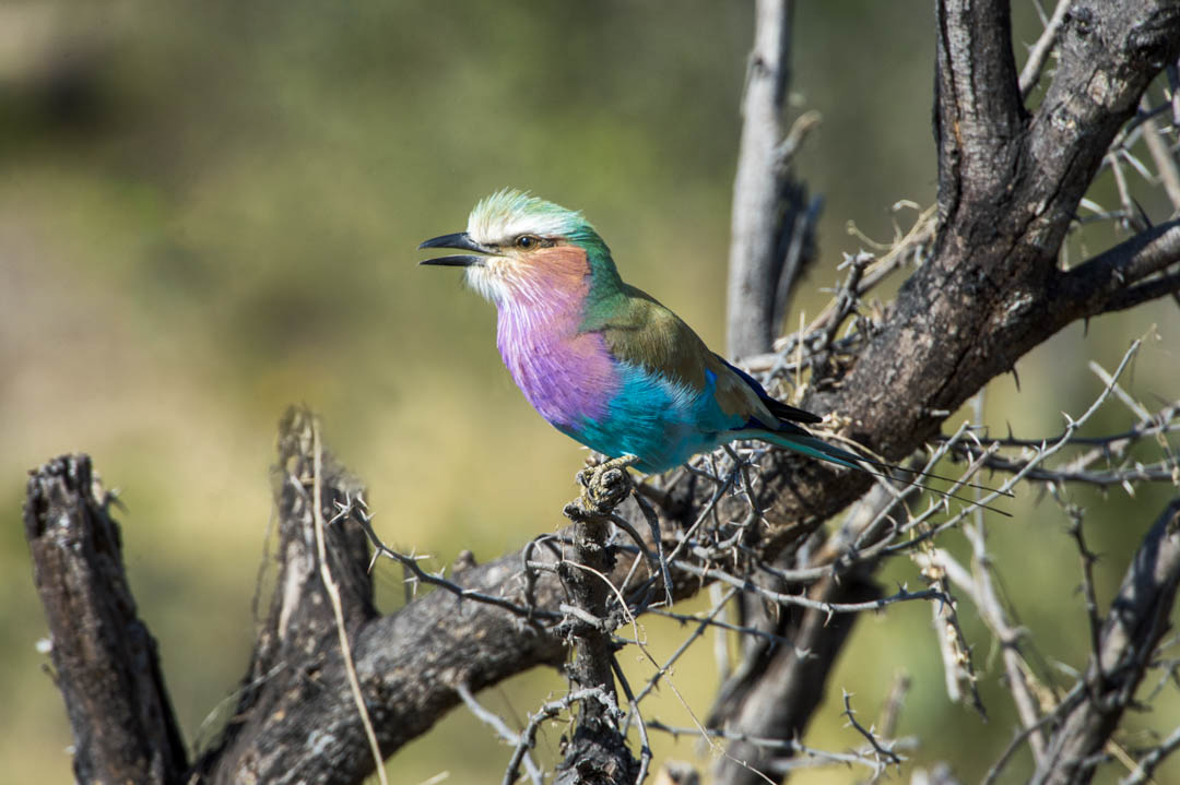 Lilac-breasted Roller — Jewel of the thorn