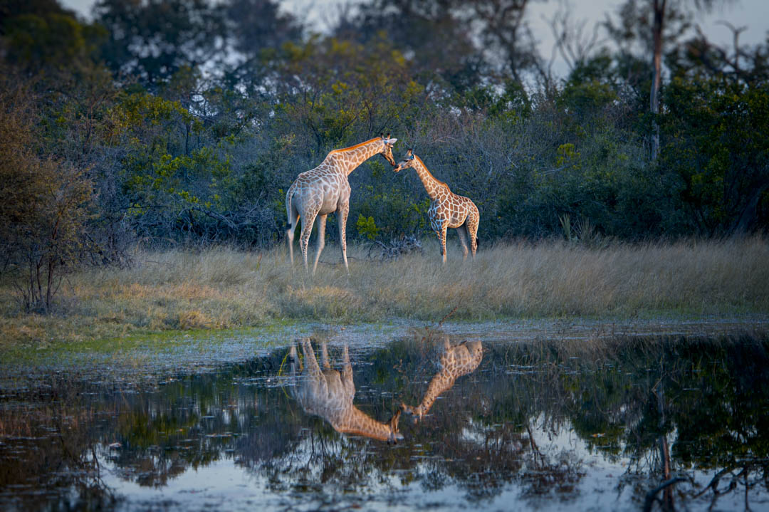 Elephant Herd — Great procession