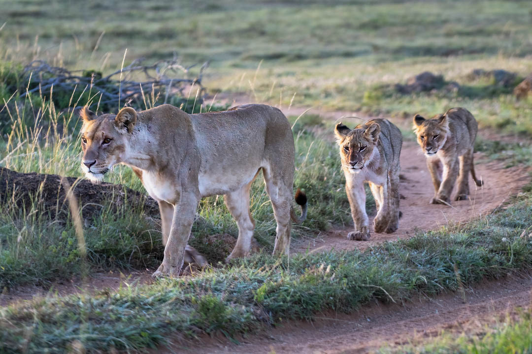 Lion Pride — Golden hour patrol