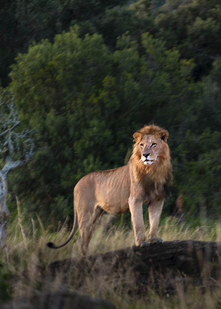 Male Lion — Sentinel at golden hour