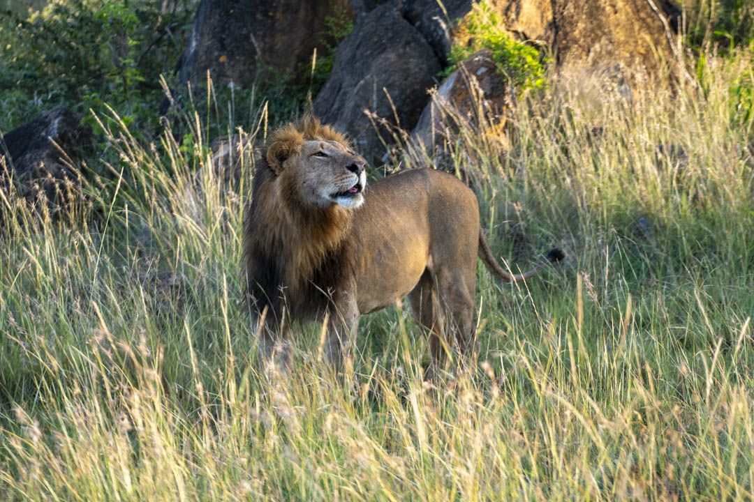 Lion — Savanna sovereign