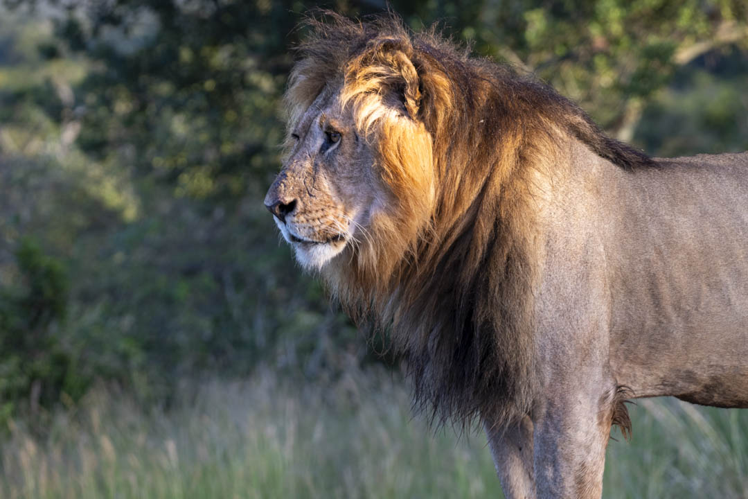 Lioness — Silent stalk