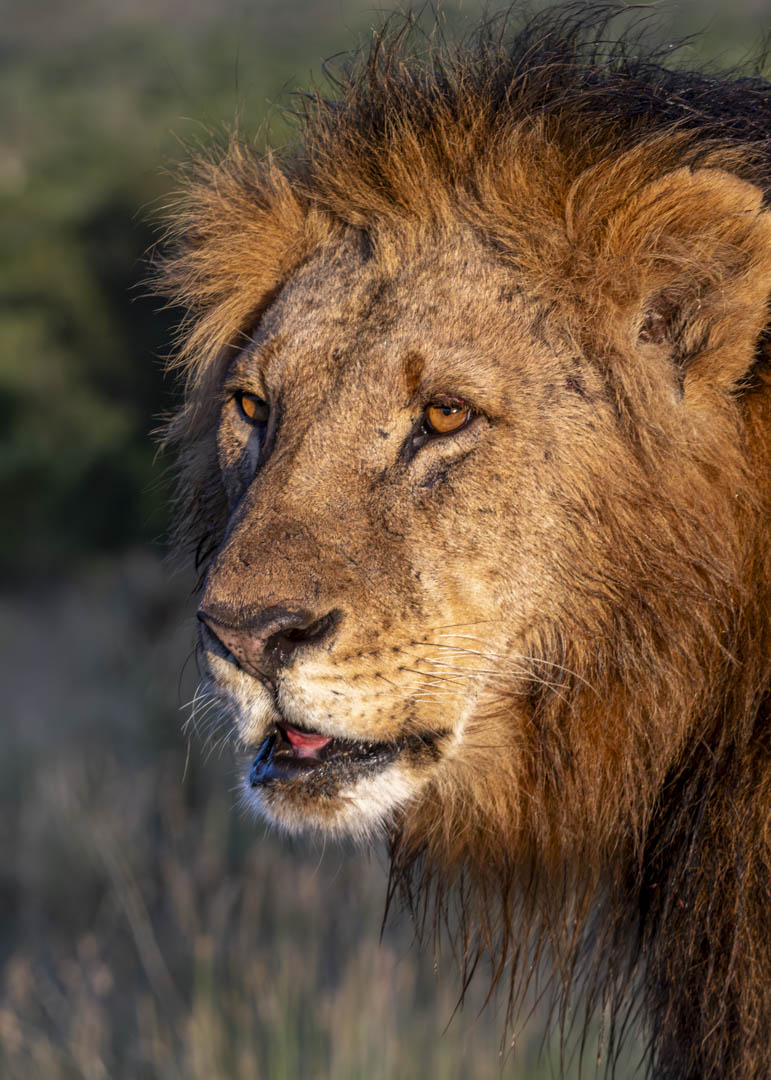 Male Lion — Golden hour portrait