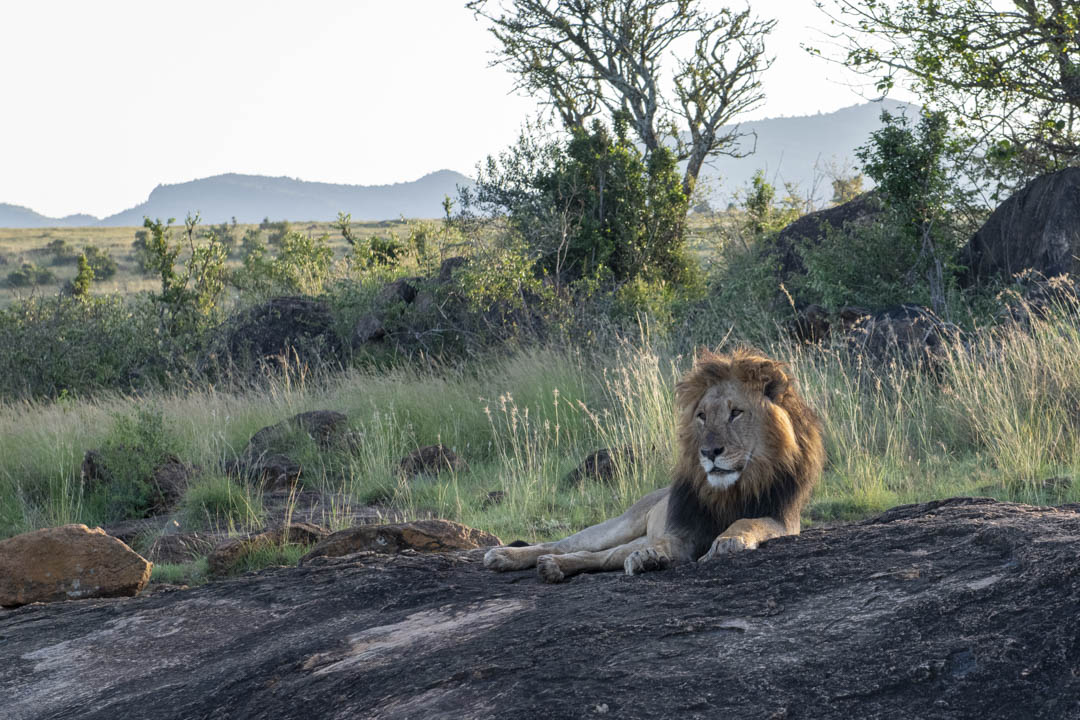 Lion — Crown of the grasslands