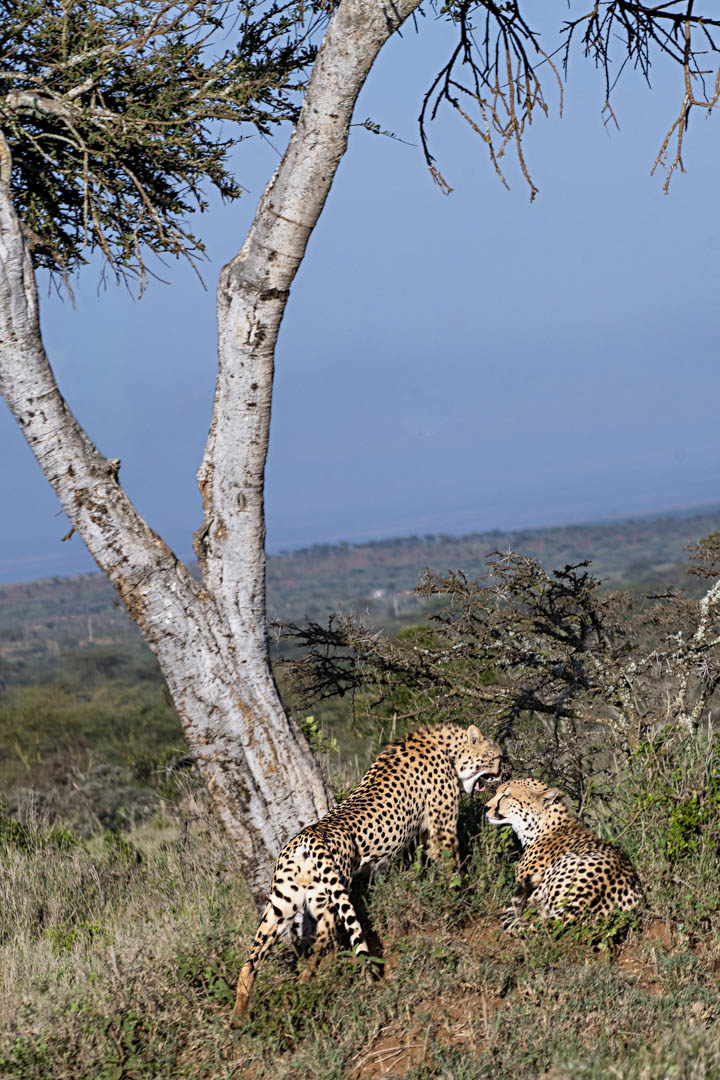 Cheetah Pair — Beneath the sentinel tree