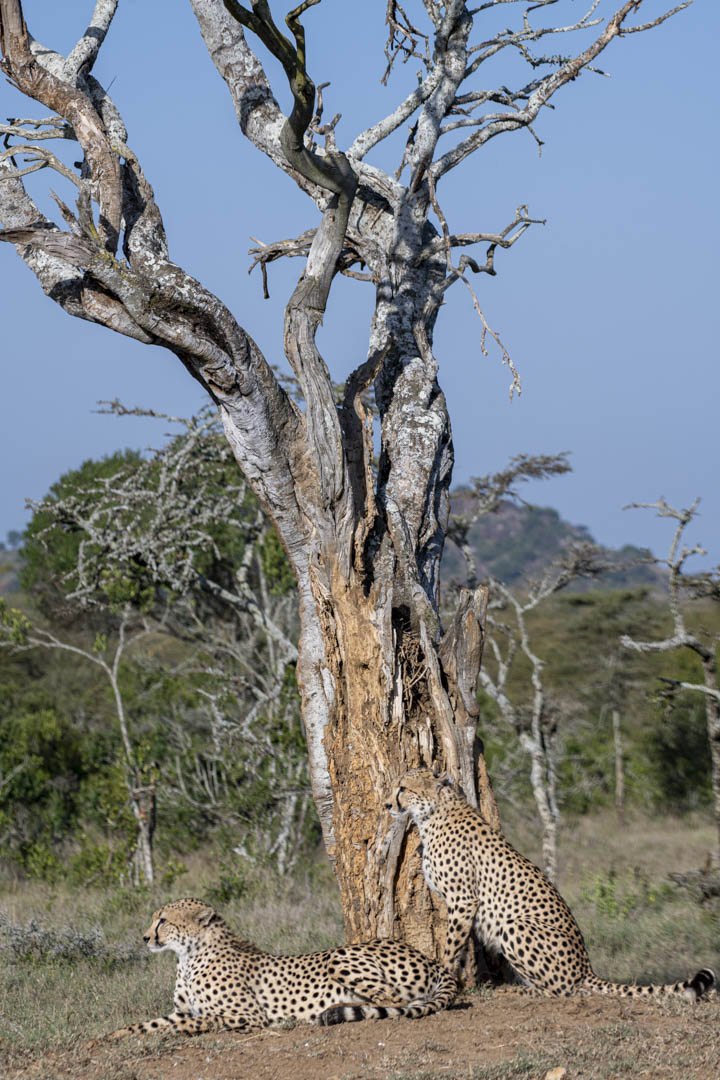 Cheetah Pair — At the sentinel tree
