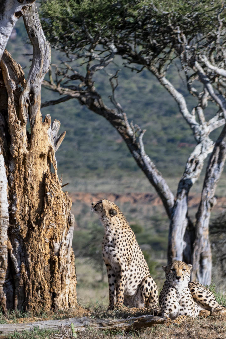 Cheetah — Vertical study