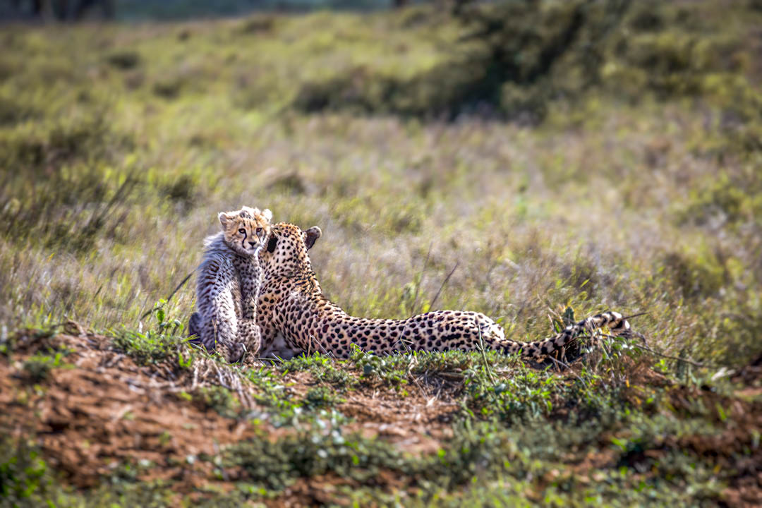 Baboon — Family troop