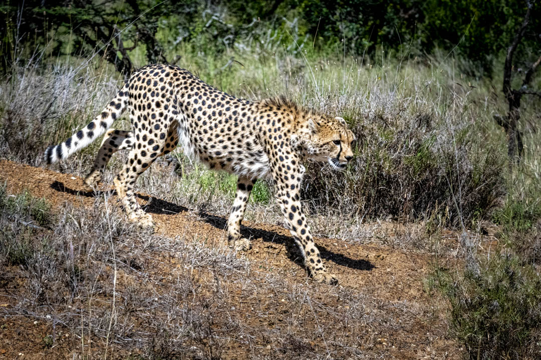 Cheetah — Crossing the plain