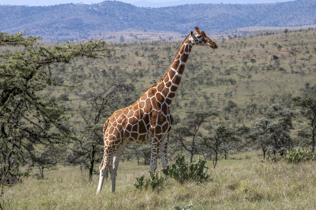 Giraffe — Among the prickly pear