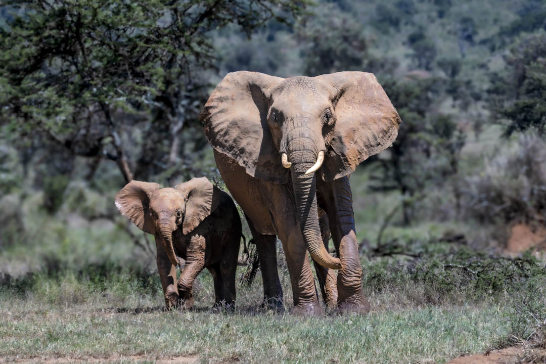 Elephant & Calf — Forward together