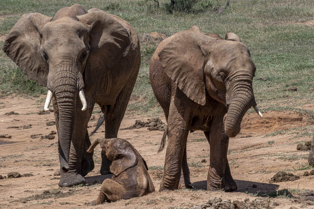 Elephant Family — Guarding the calf