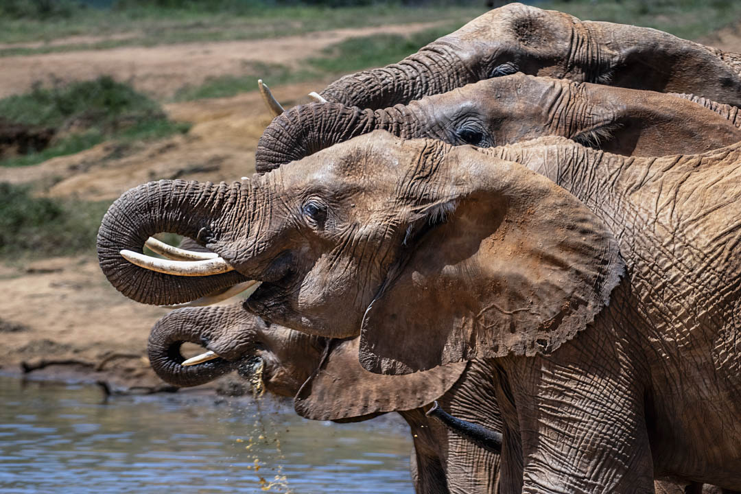 Elephant Herd — At the water's edge
