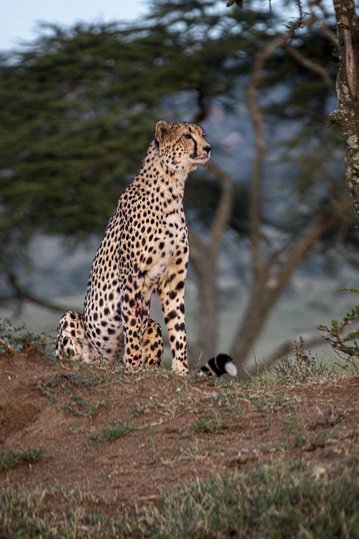 Cheetah — The sentinel