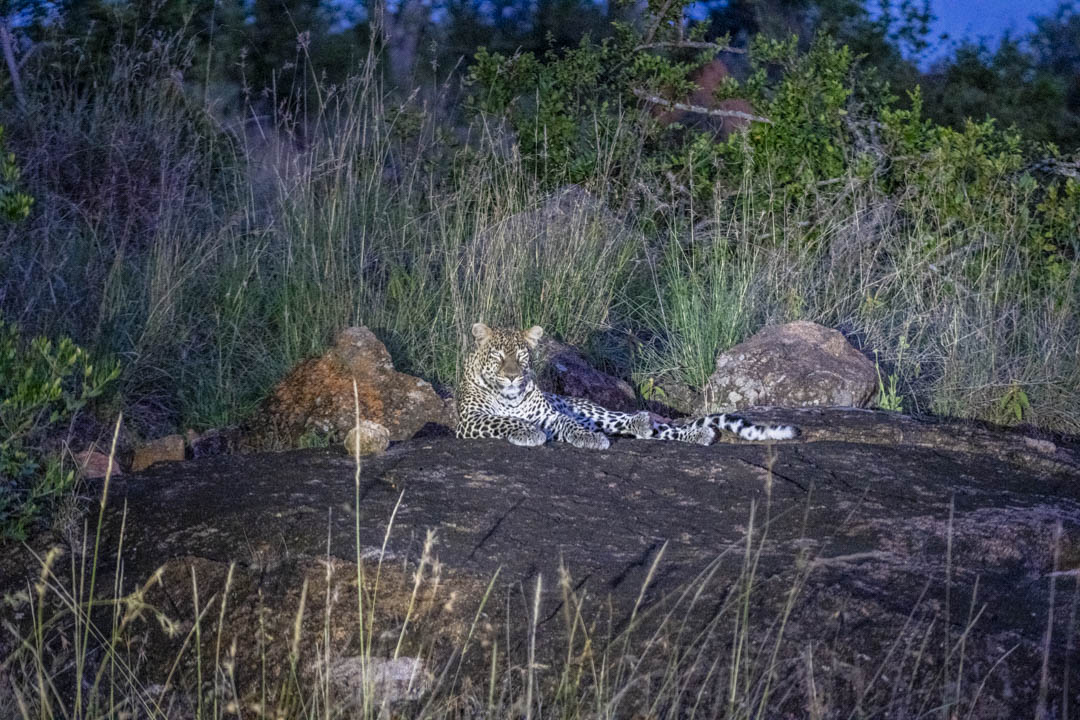Leopard — Night on the rock