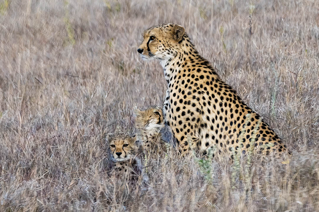 Cheetah Family — Vigilance in the grass