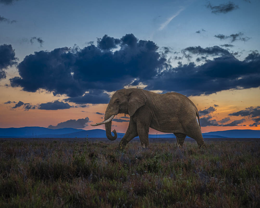 Giraffe — Canopy walker