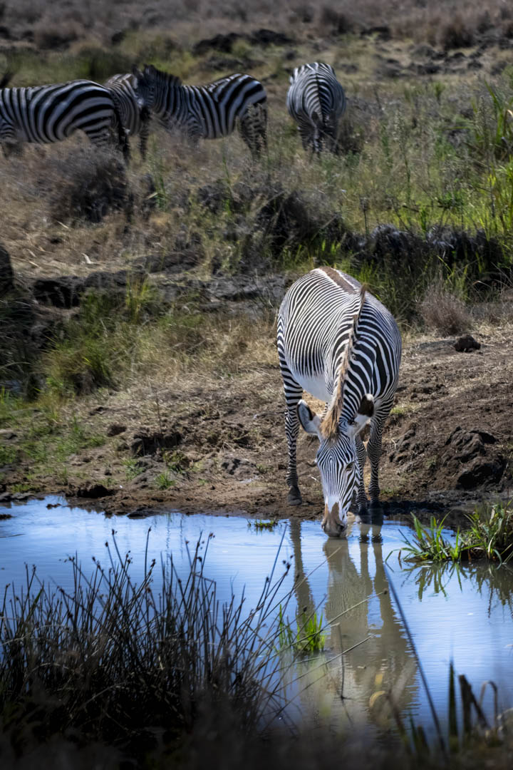 Grevy's Zebra — Drinking light