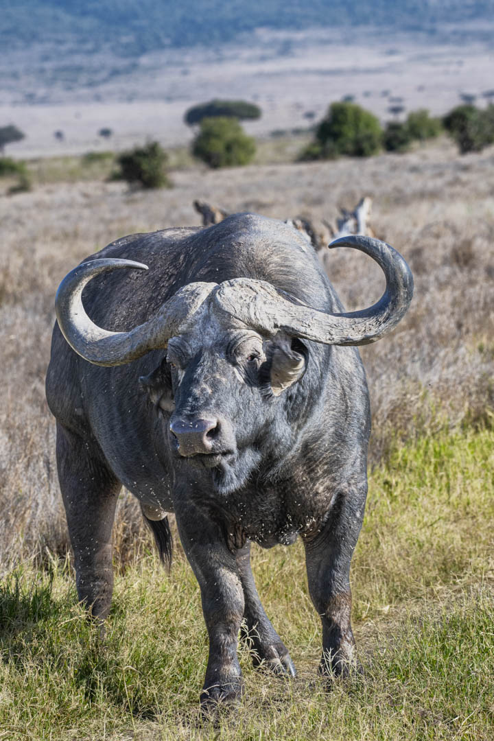 Cape Buffalo — Horn and dust