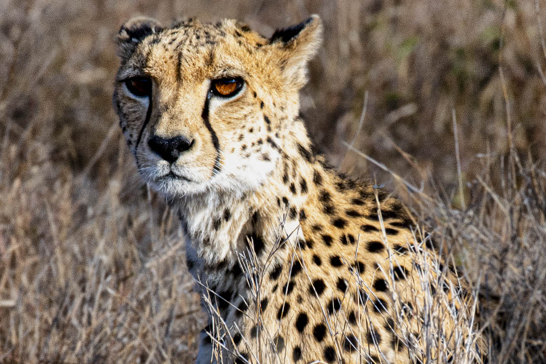 Cheetah — Spotted lightning