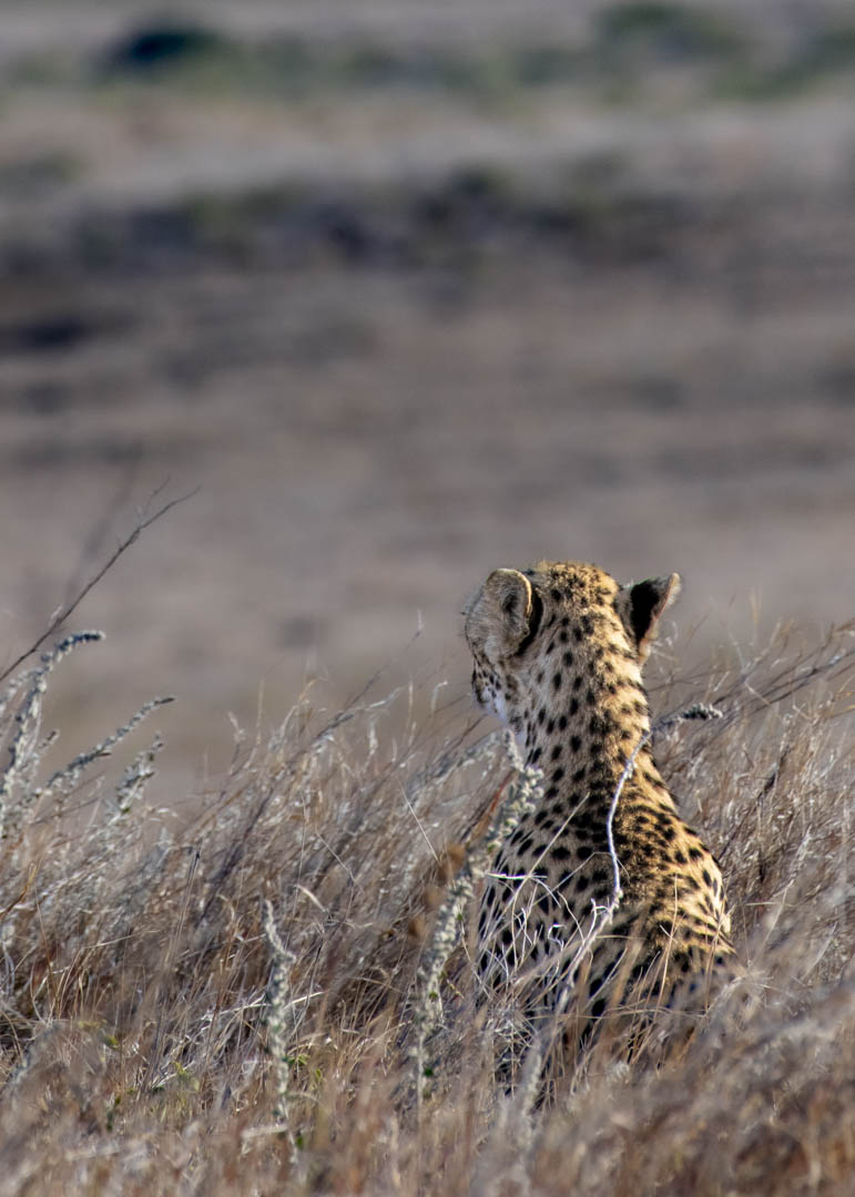 Cheetah — Watching the plain