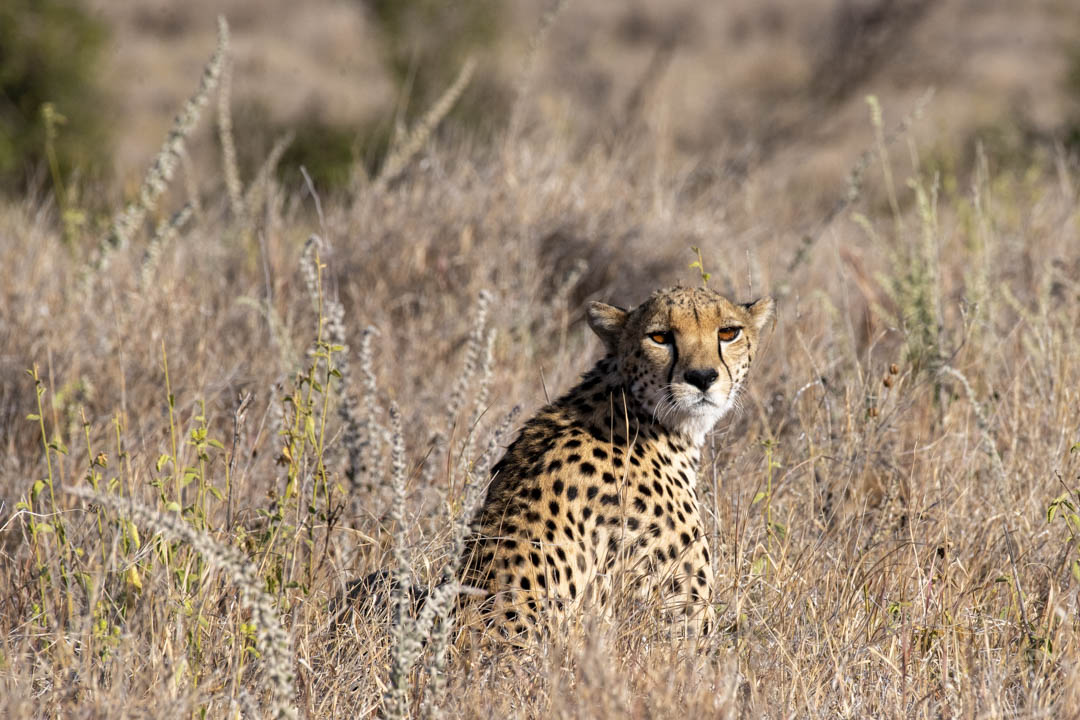Cheetah — Stillness before speed