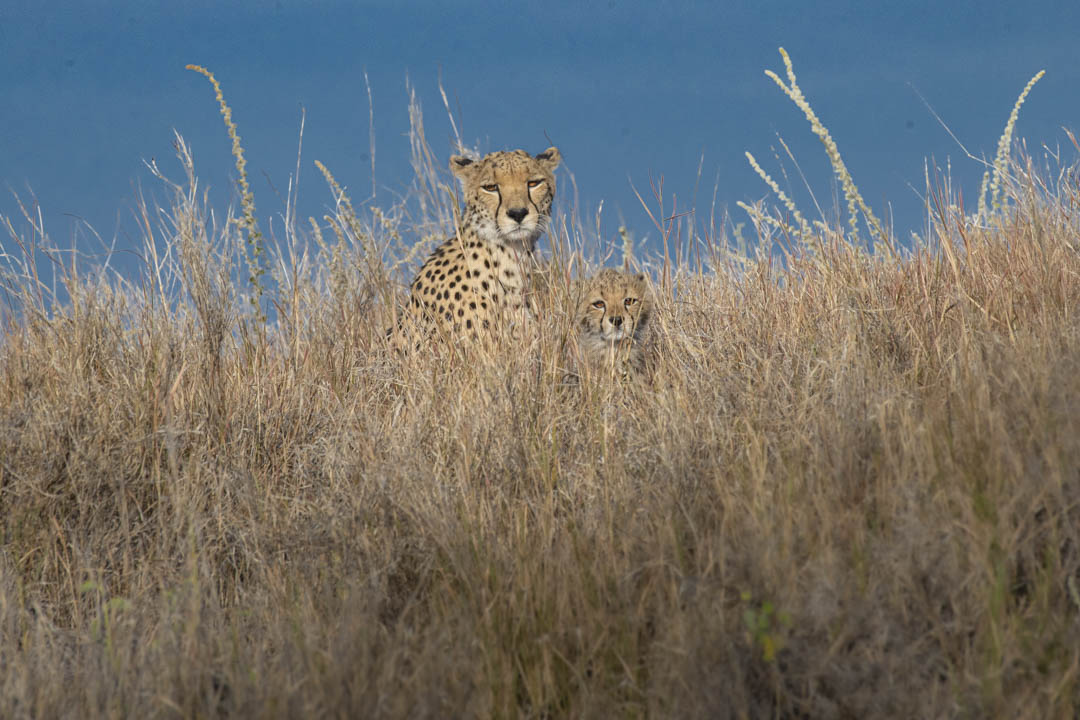 Cheetah — Golden hour