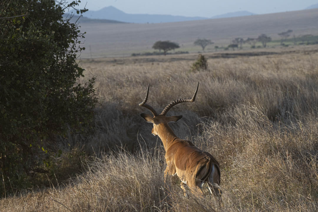 Impala — Grace in motion