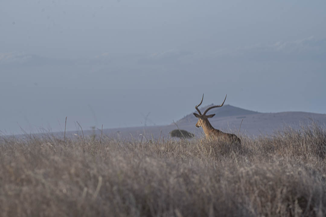 Impala — Lyre horns