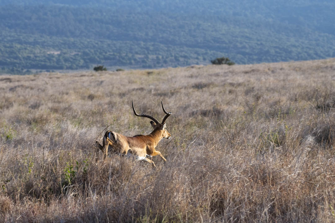 Impala — Across the grass