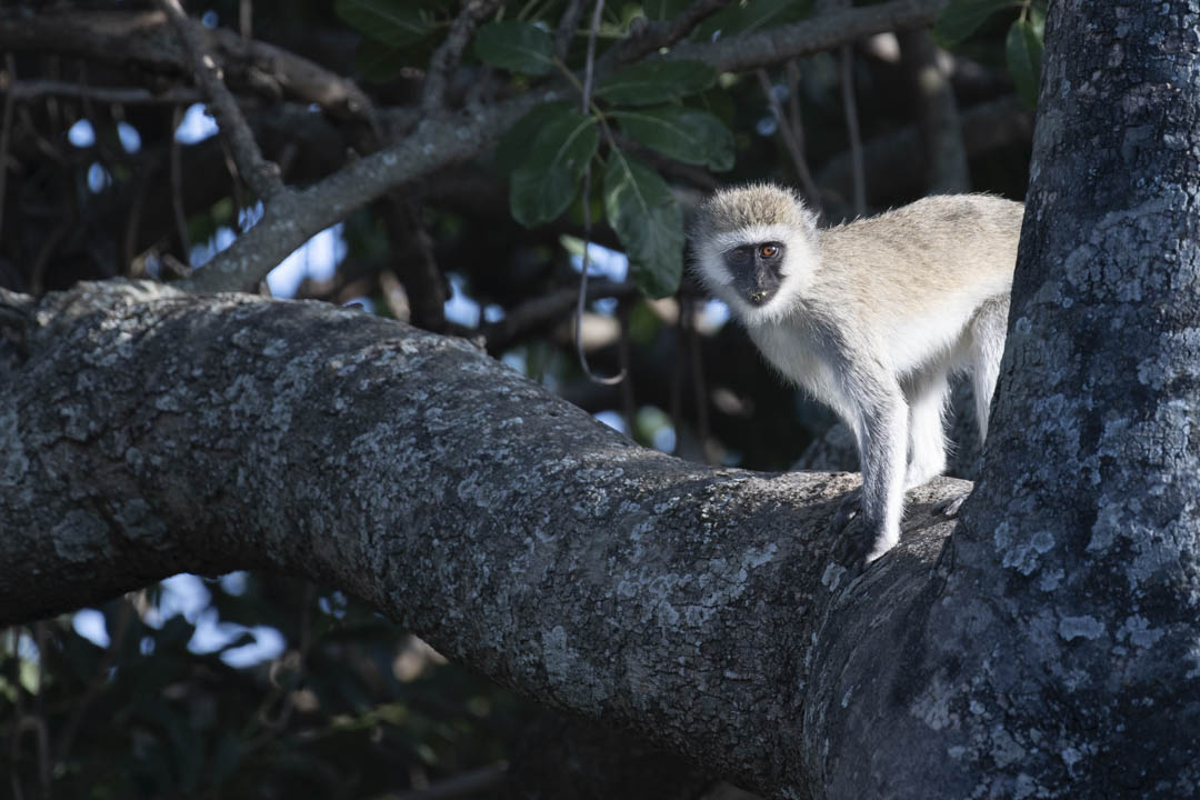 Vervet Monkey — Alert in the branches