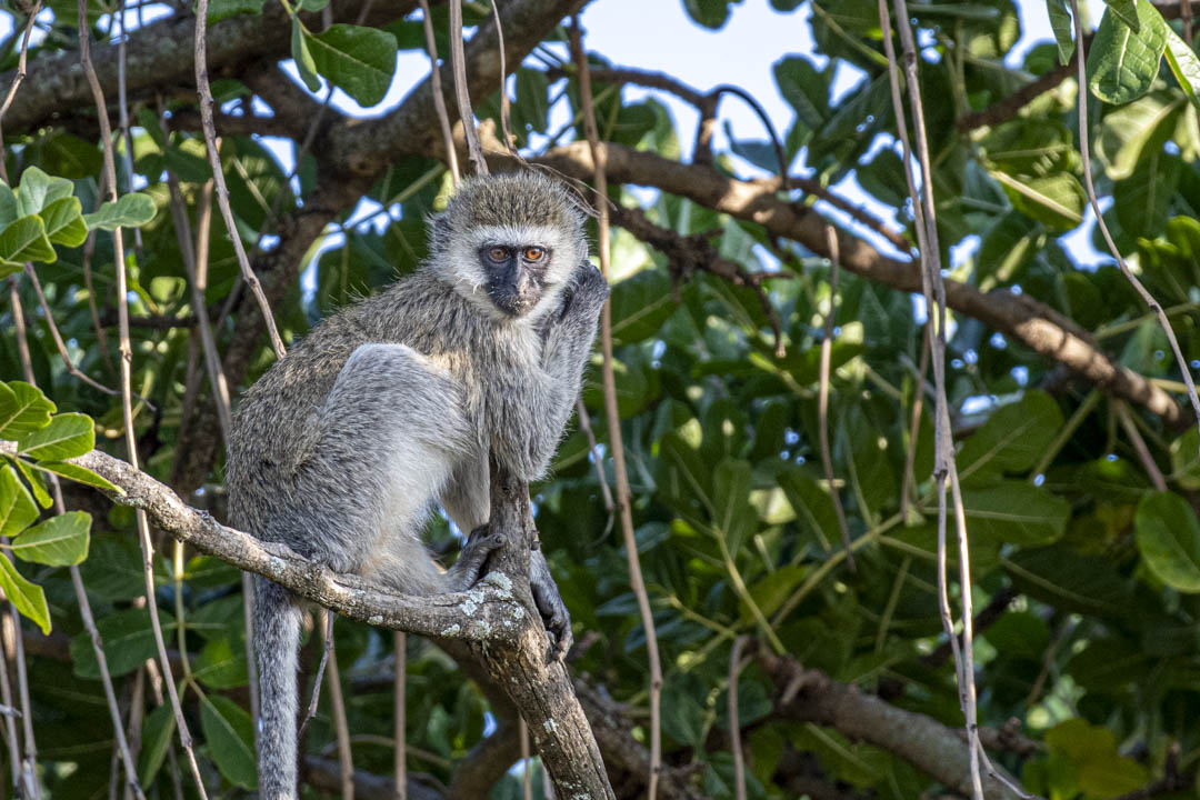 Vervet Monkey — Canopy watch