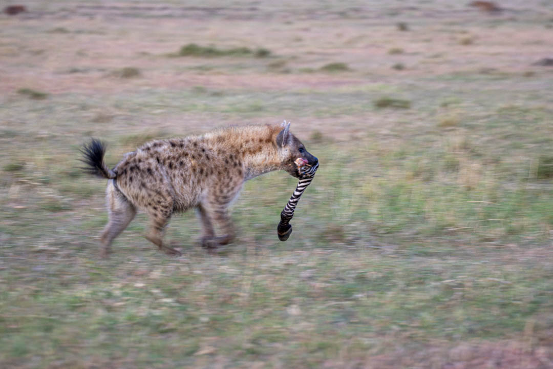 Spotted Hyena — Prize of the chase