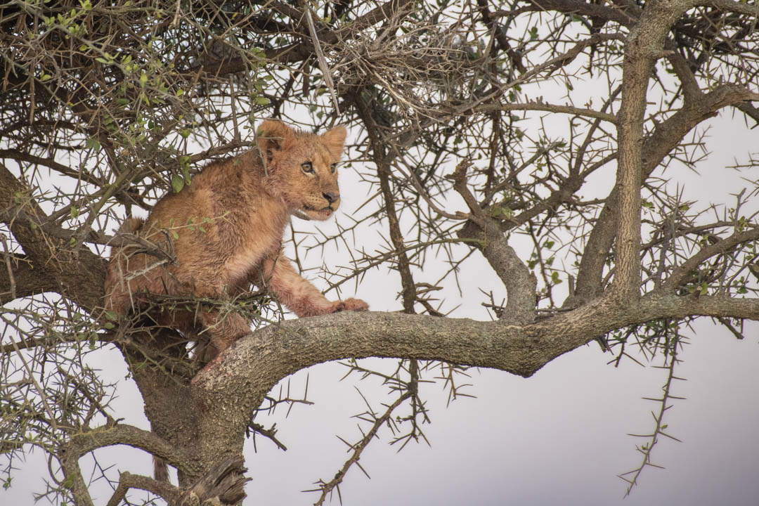 Lion Cub — First lessons