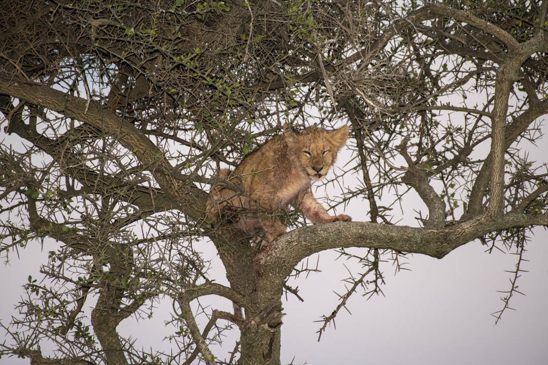 Lion Cub — Learning the descent