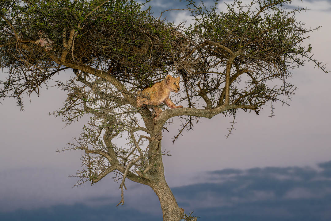 Lion Cub — Eyes on the horizon