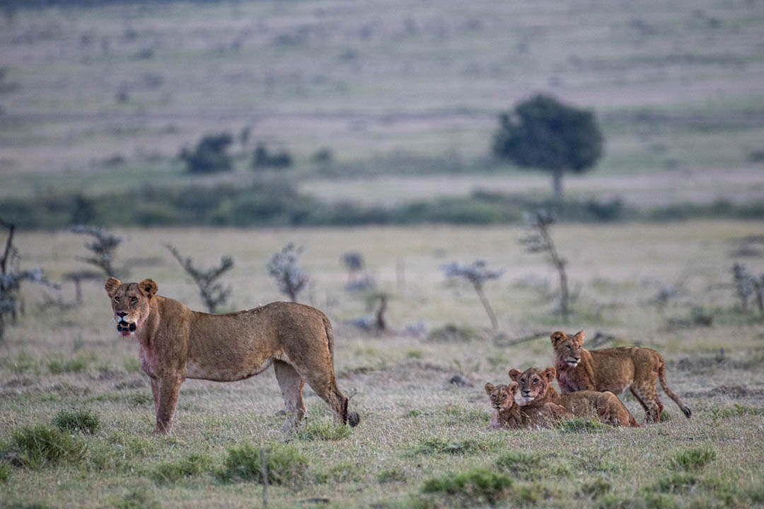 Lion Pride — Territory and fire