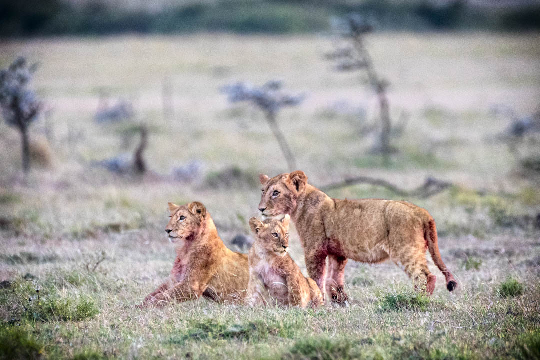 Young Lions — Sibling coalition