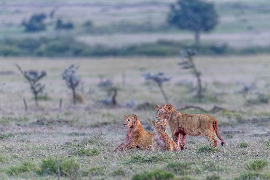 Young Lions — After the hunt